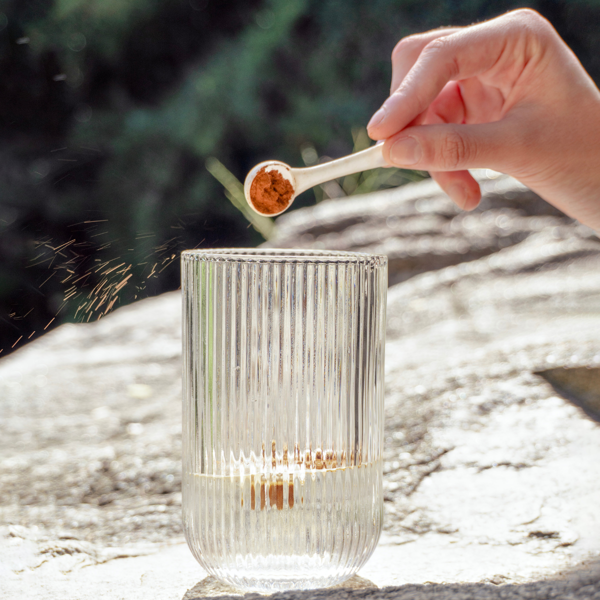 Cogumelo Chaga | Extrato em Pó 100g