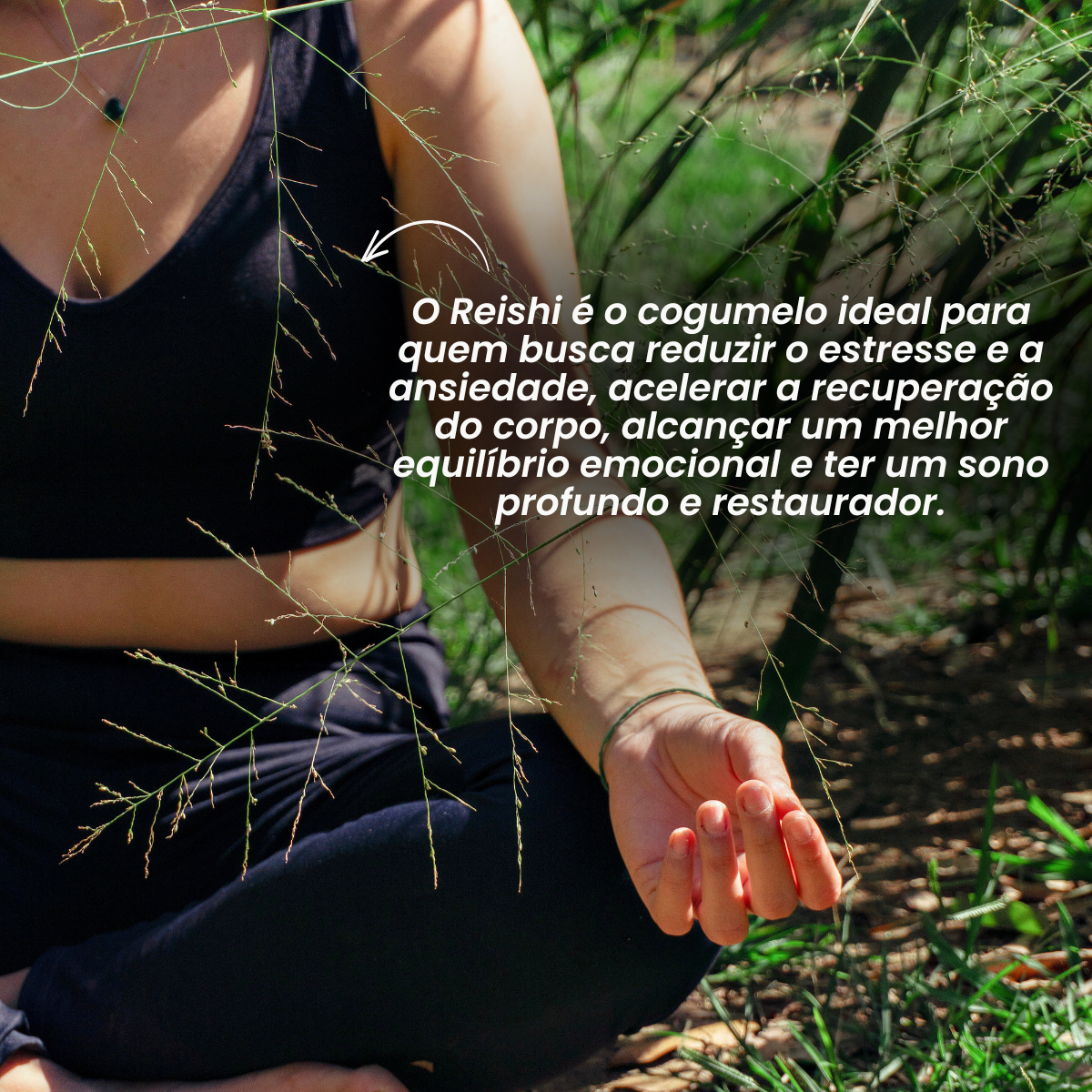 Cogumelo Reishi | Extrato em Pó 100g